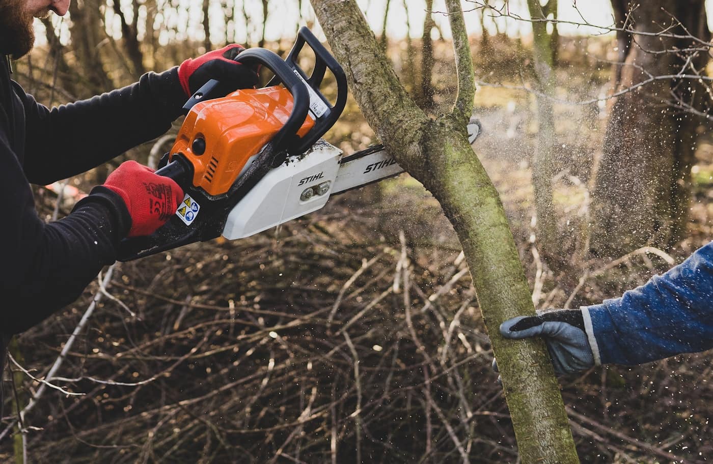 Arborist using a chainsaw to cut into a tree trunk